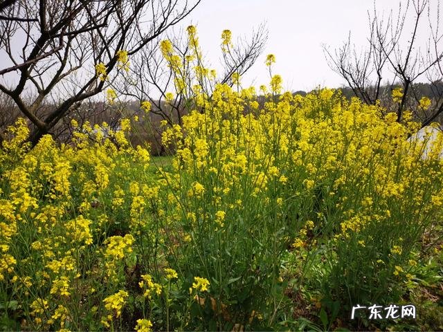 目前上海海湾森林公园有什么风景