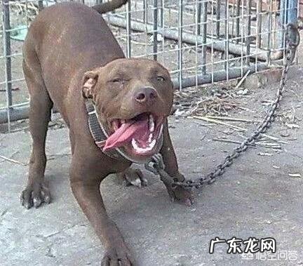 假如把比特犬放大到老虎那么大,放三只,能和老虎抗衡么?