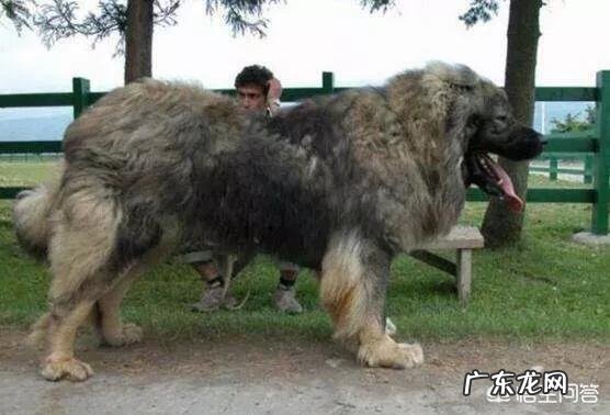 假如把比特犬放大到老虎那么大,放三只,能和老虎抗衡么?