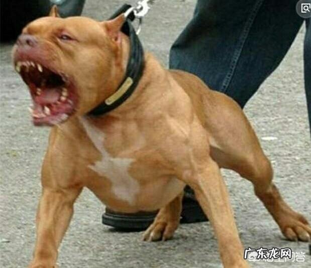 假如把比特犬放大到老虎那么大,放三只,能和老虎抗衡么?