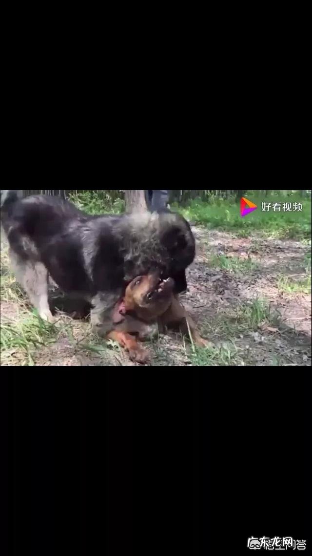 假如把比特犬放大到老虎那么大,放三只,能和老虎抗衡么?