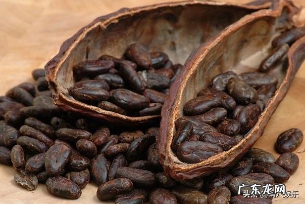 可可树为什么被称为“软黄金”?