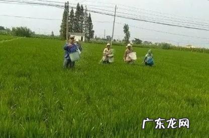 农村偶尔看见为数不多的抛荒土,这类拋荒的农户是啥情况?