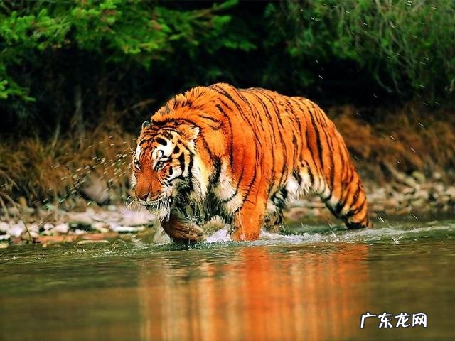 藏獒真的比老虎狮子强吗?