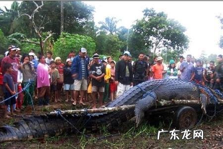 藏獒真的比老虎狮子强吗?