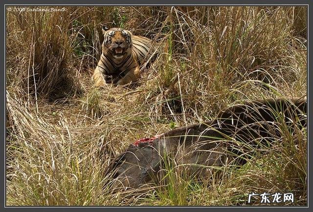 藏獒真的比老虎狮子强吗?