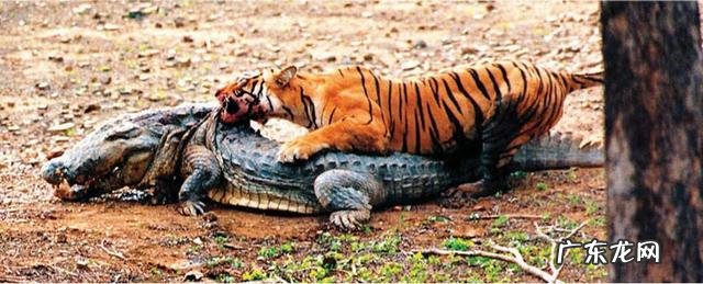 藏獒真的比老虎狮子强吗?