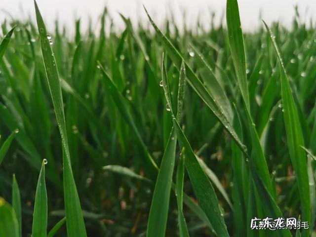 最近工作被迫熬夜精神萎靡了，有什么养生产品吗？