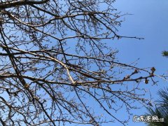 经过新型冠状肺炎，山河重整，重创的旅游业会发生什么样的变化？