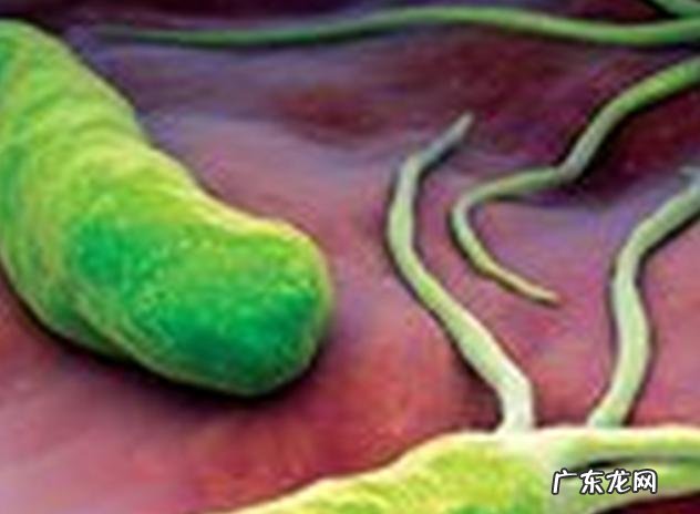 幽门螺旋杆菌有多可怕，会不会导致胃癌呢