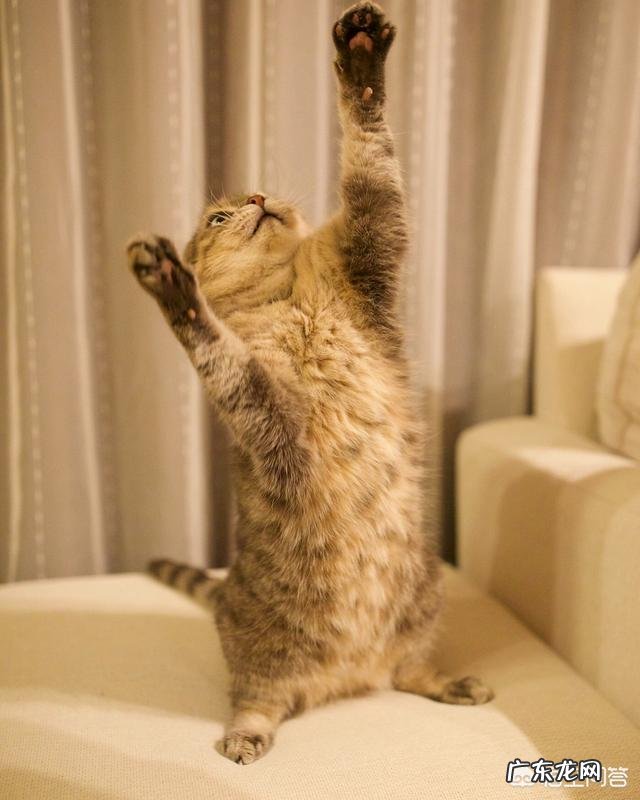 猫咪是更想流浪，还是希望被养着