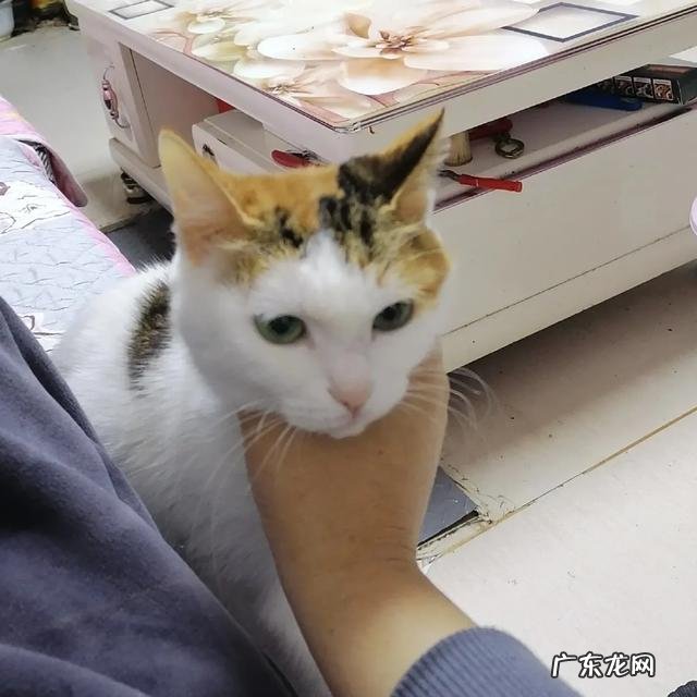 猫咪是更想流浪，还是希望被养着