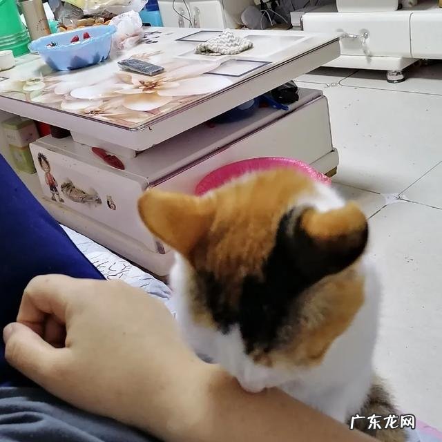 猫咪是更想流浪，还是希望被养着