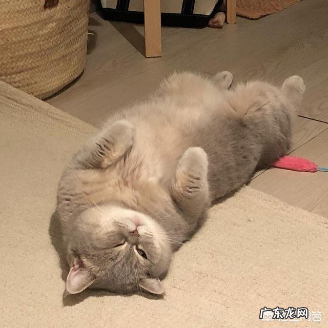 猫咪是更想流浪，还是希望被养着