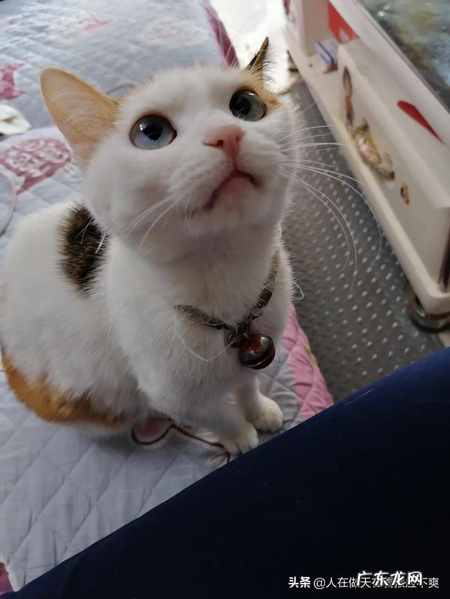 猫咪是更想流浪，还是希望被养着