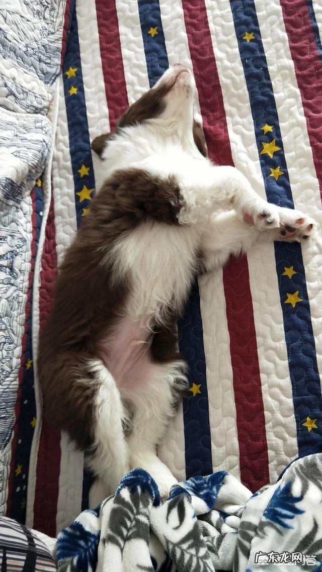 边境牧羊犬尾巴全白的是纯种吗?