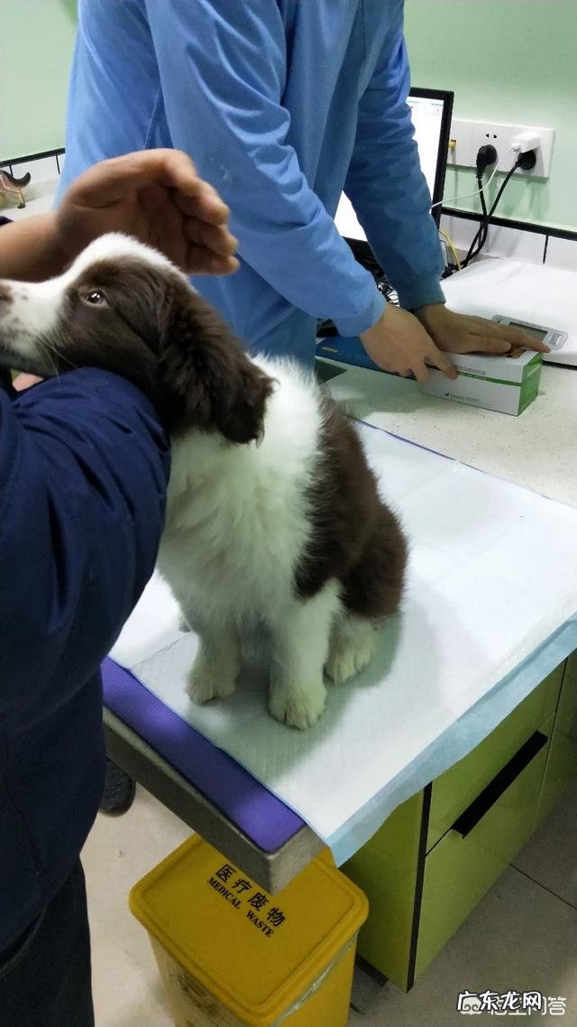 边境牧羊犬尾巴全白的是纯种吗?