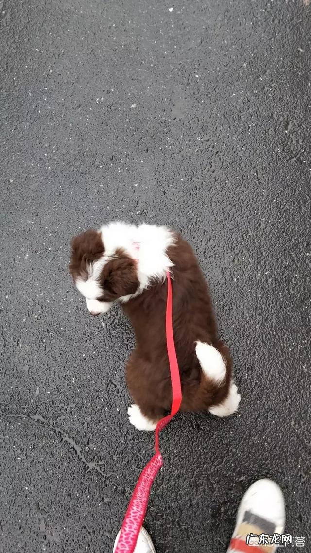 边境牧羊犬尾巴全白的是纯种吗?