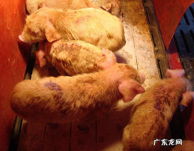 仔猪拉稀用什么药效果好？