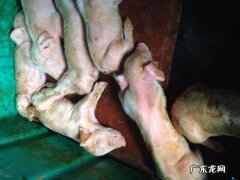 仔猪拉稀用什么药效果好？