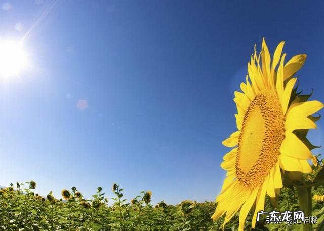 向日葵最主要的特点是什么 谢谢