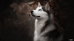 物理选修3-1 等量同种电荷连线中垂线中点电势最高