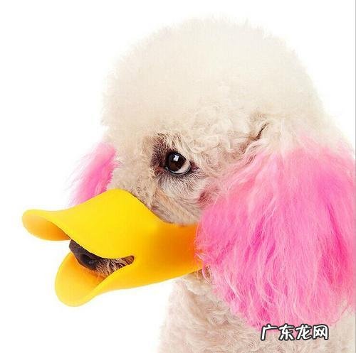 我现在懒得谈恋爱了嫌麻烦,习惯一个人的生活了,怎么办?