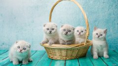 有什么减肥产品能有效、安全的减掉小肚子和腿部？