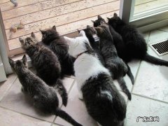 有哪些产品是打着直销的旗号进行传销？