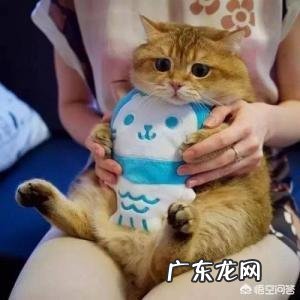 为什么很多人喜欢用猫狗做头像？