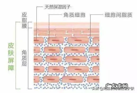 脸是混油并且敏感,容易发红有红血丝,有什么牌子的护肤品好