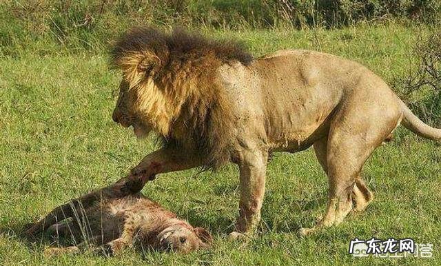 500斤的藏獒可以打得过一只成年东北虎吗?为什么?