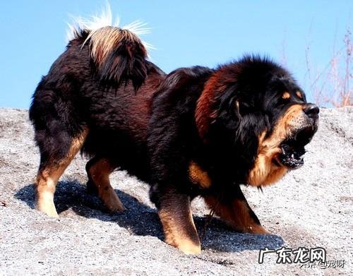 500斤的藏獒可以打得过一只成年东北虎吗?为什么?