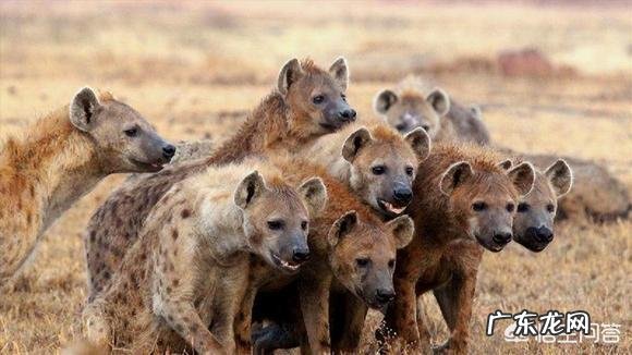 500斤的藏獒可以打得过一只成年东北虎吗?为什么?