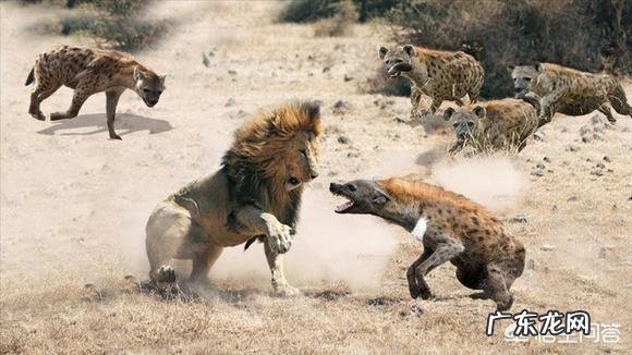 500斤的藏獒可以打得过一只成年东北虎吗?为什么?