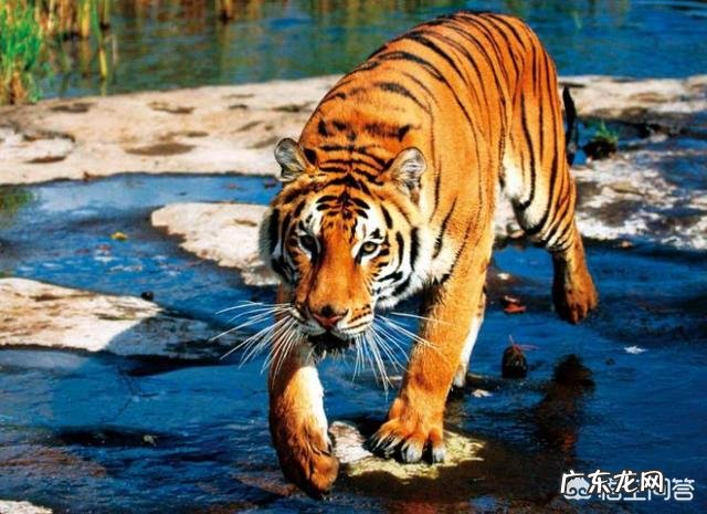 500斤的藏獒可以打得过一只成年东北虎吗?为什么?