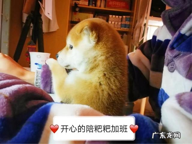 如何正确饲养柴犬?养柴犬需要注意一些什么地方?