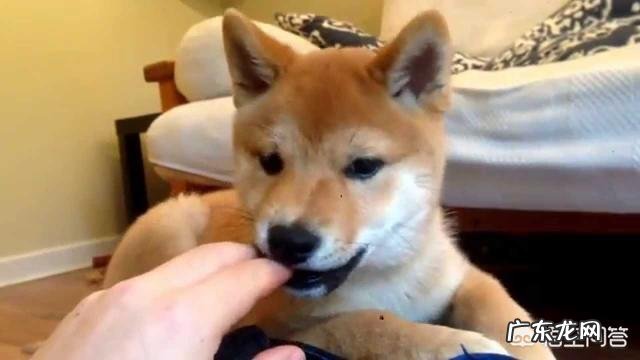 如何正确饲养柴犬?养柴犬需要注意一些什么地方?