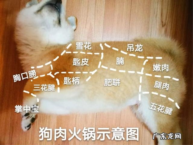 如何正确饲养柴犬?养柴犬需要注意一些什么地方?
