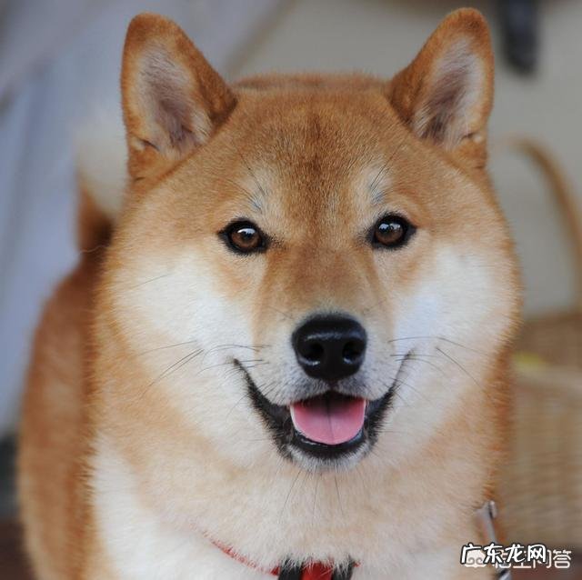 如何正确饲养柴犬?养柴犬需要注意一些什么地方?