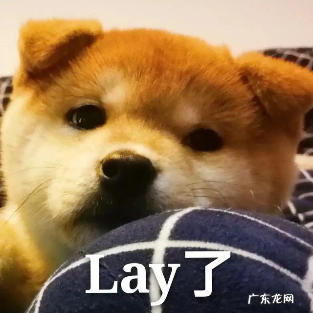 如何正确饲养柴犬?养柴犬需要注意一些什么地方?