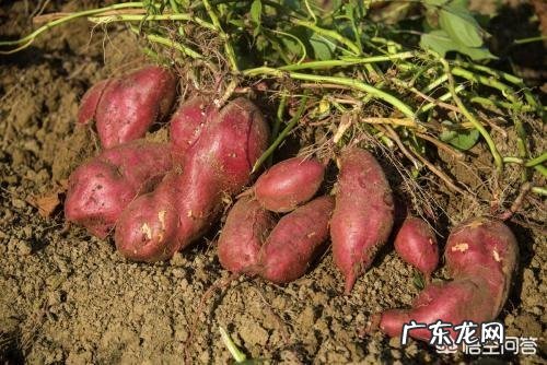 一亩红薯需要的氮磷钾是多少?