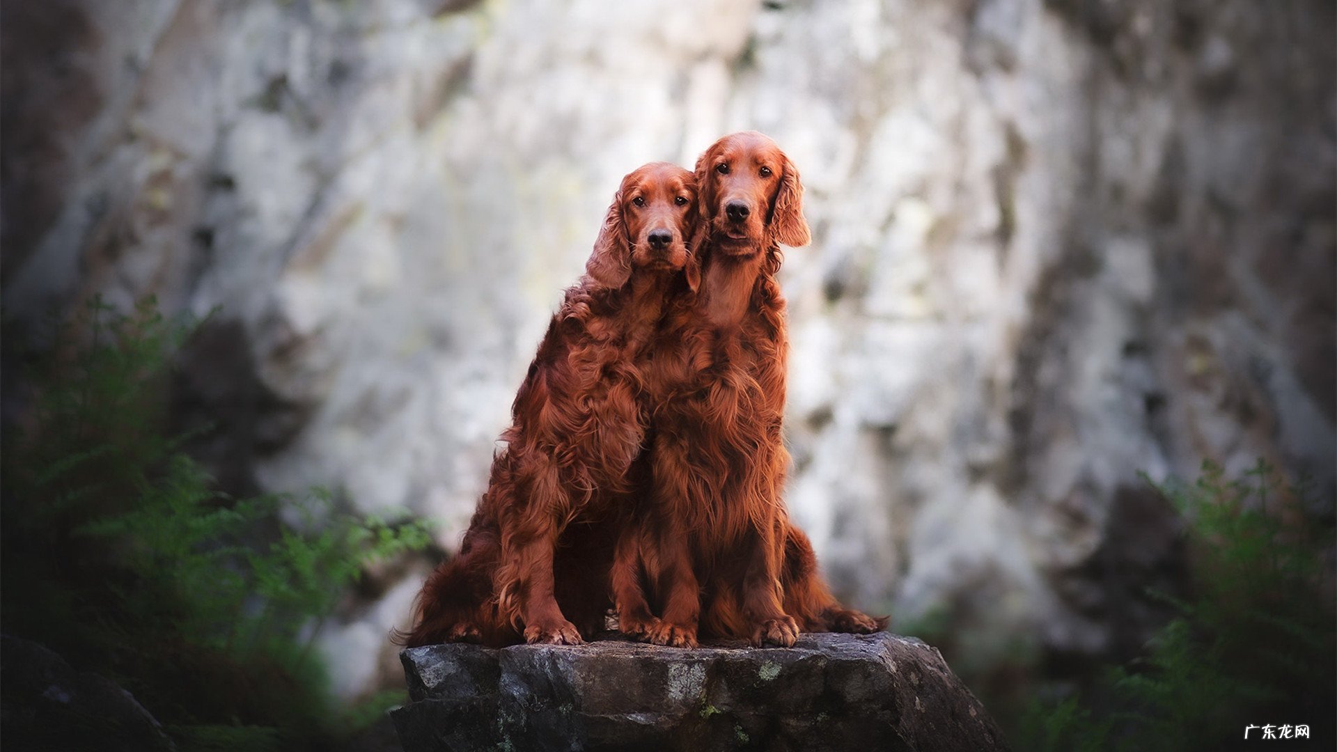 番茄和苹果那个更有利于减肥?