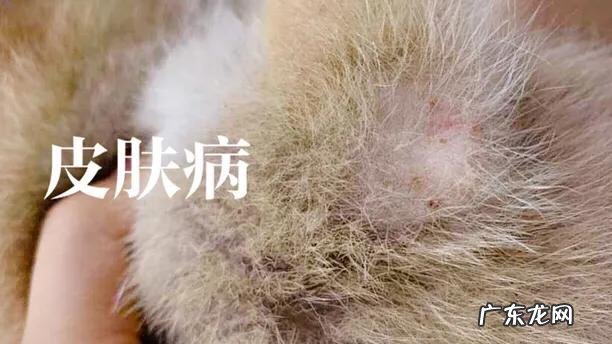 为什么现在有很多人喜欢养柴犬?