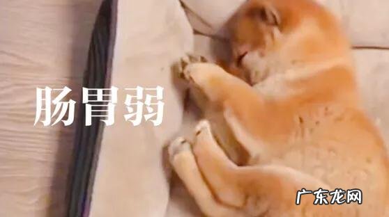 为什么现在有很多人喜欢养柴犬?