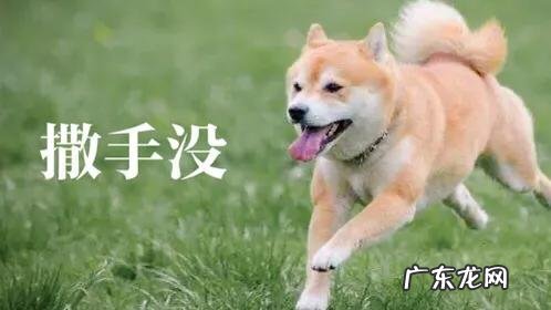 为什么现在有很多人喜欢养柴犬?