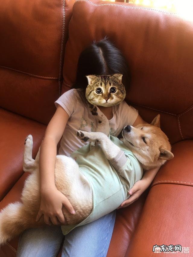 为什么现在有很多人喜欢养柴犬?