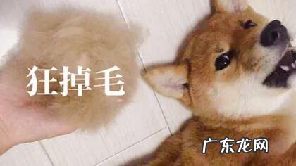 为什么现在有很多人喜欢养柴犬?