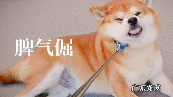 为什么现在有很多人喜欢养柴犬?