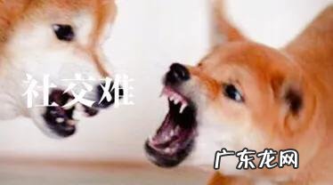 为什么现在有很多人喜欢养柴犬?